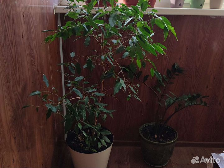 Бенджамина фикус