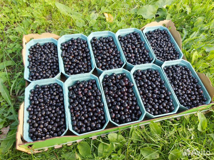 Смородина, крыжовник, лисички, голубика