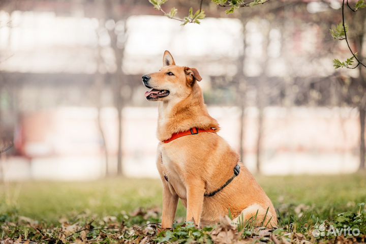 Собака в добрые руки