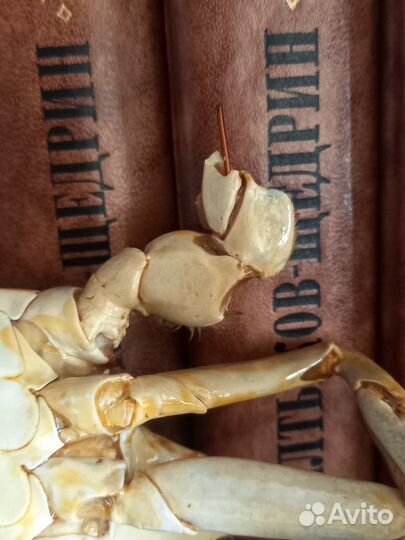 Ветка коралла, морская звезда, краб, ракушка