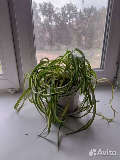 Хлорофитум