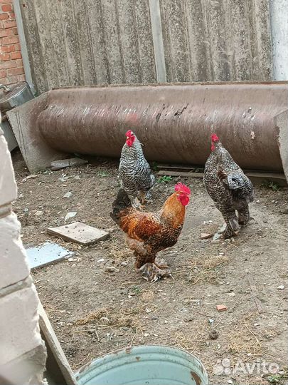 Молодые петухи