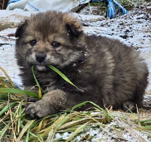 Щенок в добрые руки
