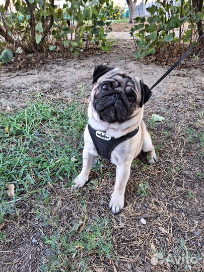 Мопс вязка мальчик