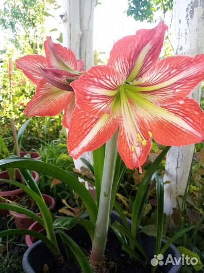 Продаю цветок Амариллис