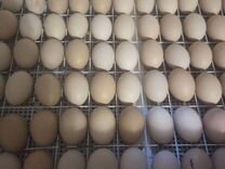 Инкубационное яйцо породы кохинхин