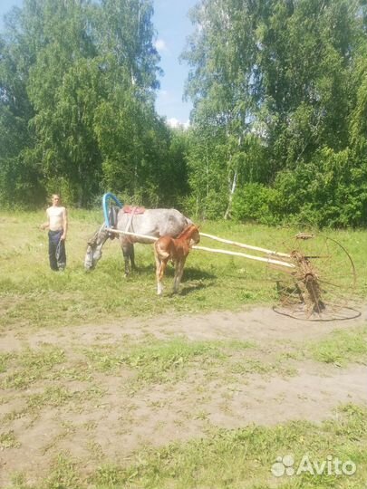 Кобыла с жеребенком