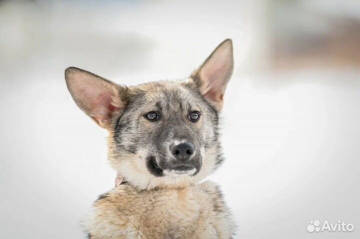 Собака в добрые руки