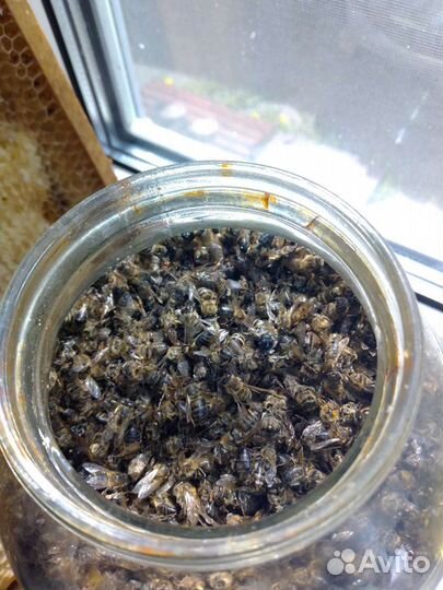 Подмор пчелиный