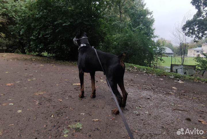 Выгул и передержка собак