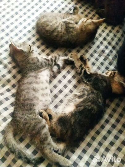 Кошка в дар бесплатно