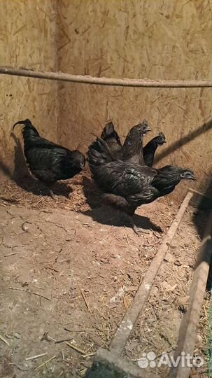 Инкубационное яйцо ухейлюй