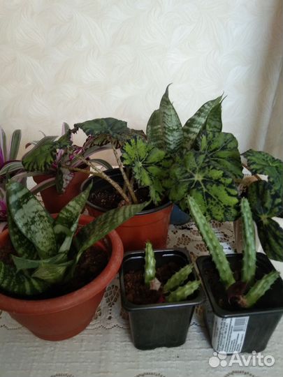 Сансевиерия,Кактусы,рэо полосатое,Бегония
