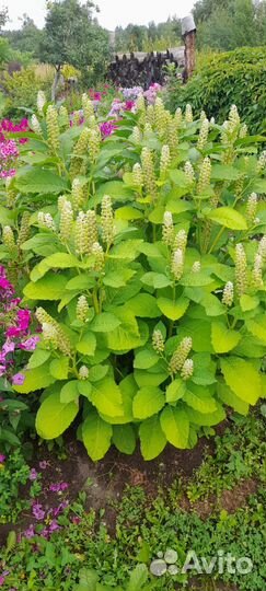 Растение лаконос