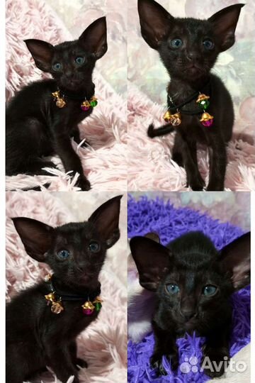 Ориентальные котята