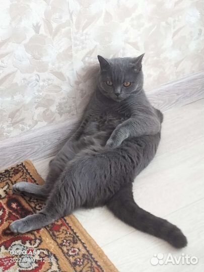 Британский кот