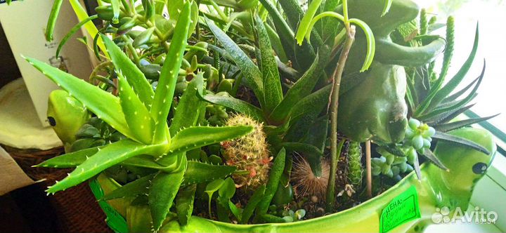 Суккуленты