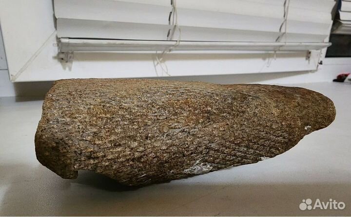 Окаменелый ствол Сигиллярии, отпечаток