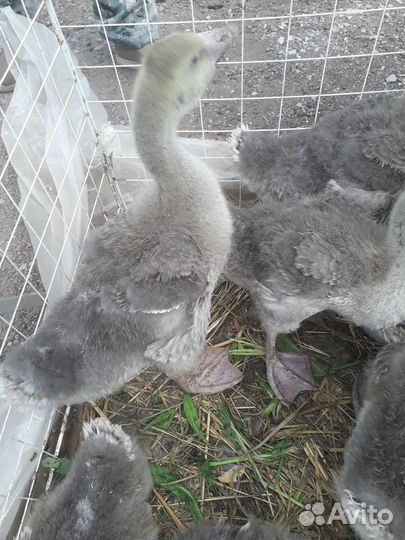 Гуси гусята