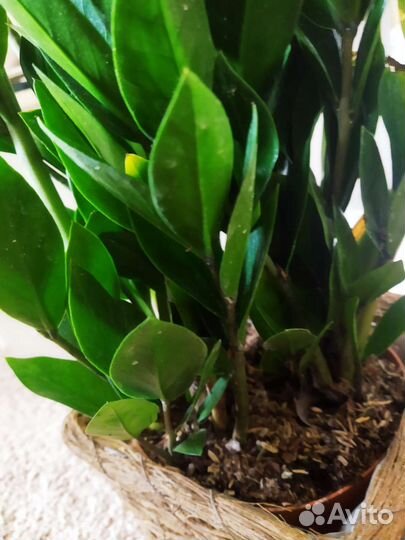 Замиокулькасы