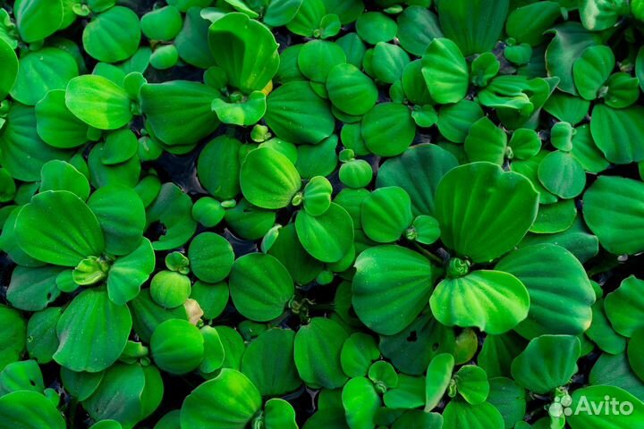Пистия для аквариума. Водоросли