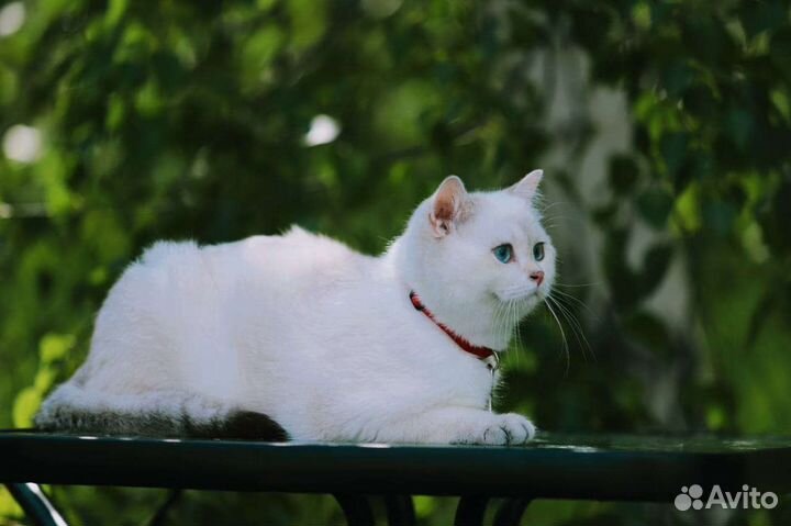 Британский кот для вязки