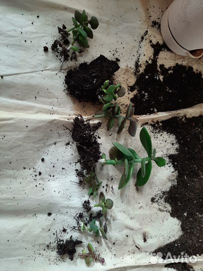 Толстянка денежное дерево