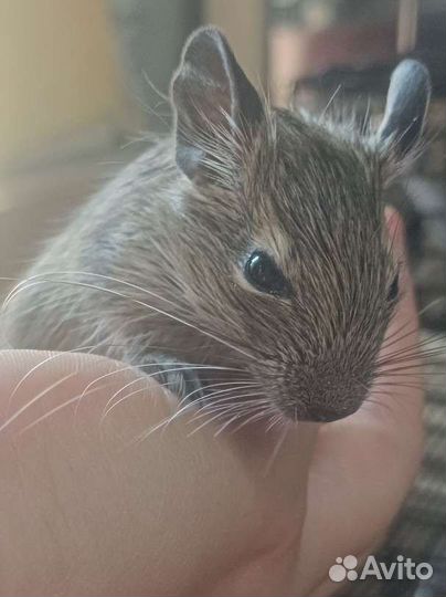 Чилийская белка дегу