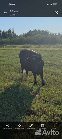 Продам быка