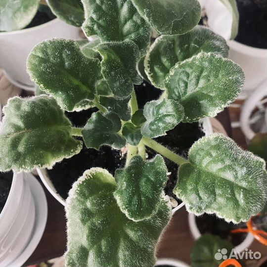 Фиалки сортовые