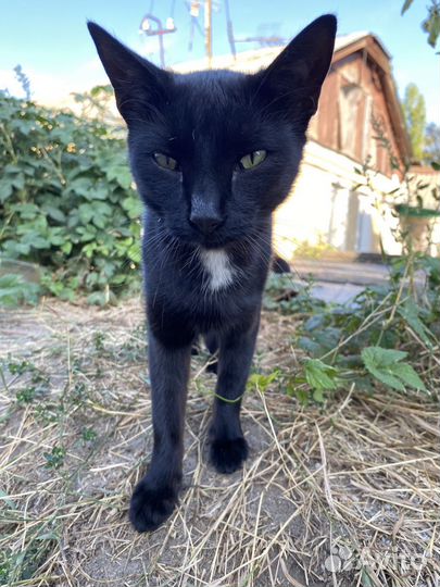 Черная кошечка с азиатскими глазами