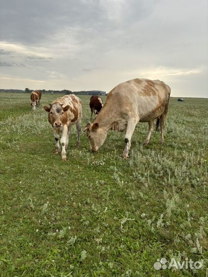 Продам 2 телочек и 2 коров