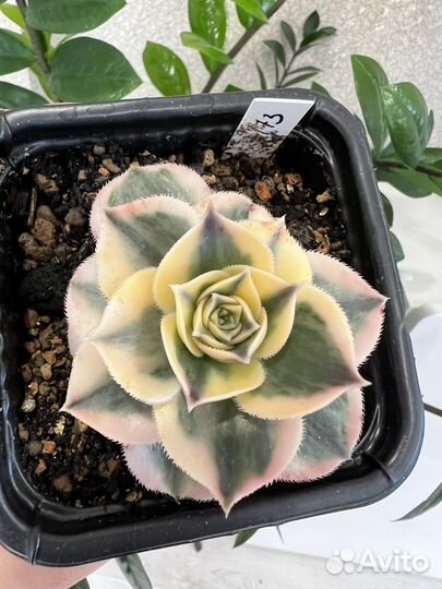 Эониум розовая ведьма