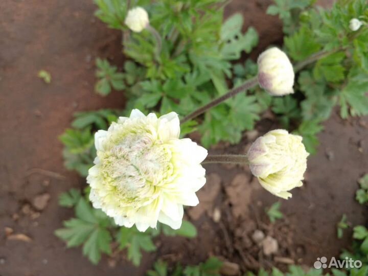 Махровый анемон