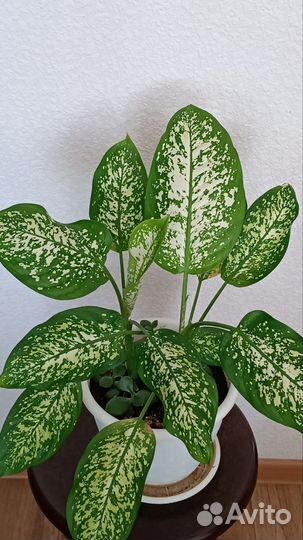 Диффенбахия, цветы