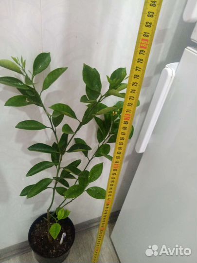 Домашние цитрусы саженцы-лимон.мандарин.апельсин