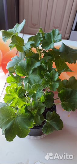 Пеларгония герань сортовая