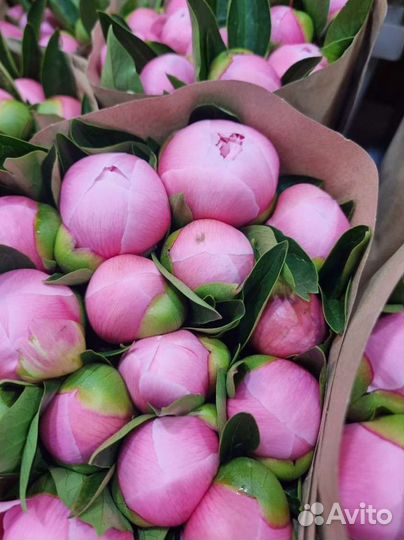 Пионы букет цветов на 1 сентября коробка корзина