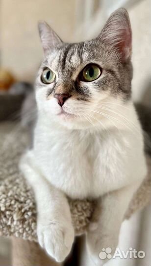 Кошечка в Добрые руки