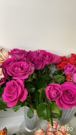 Розы/ Роза explorer/эксплоер