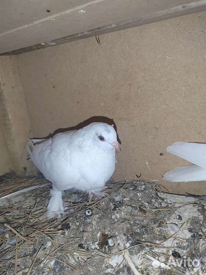 Таджикское голубь