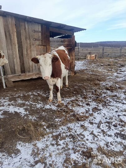 Корова стельная дойная