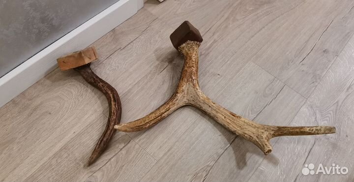 Рога лося в интерьер винтаж СССР