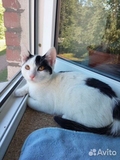 Котёнок Лали 4 месяца