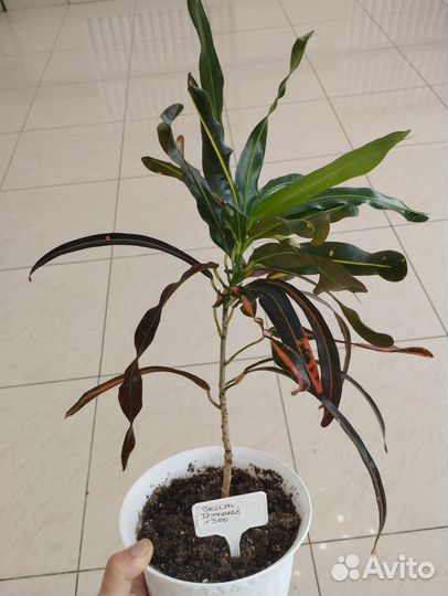 Кротон, фикусы