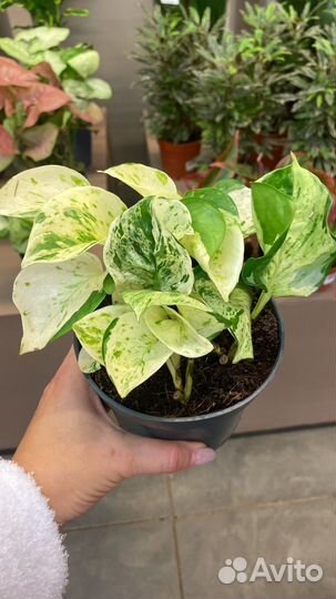 Комнатные цветы