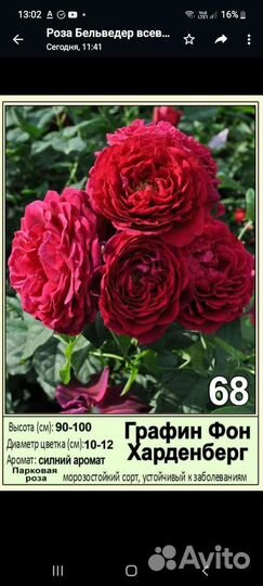 Саженцы роз 2- летки зкс оптом и розница