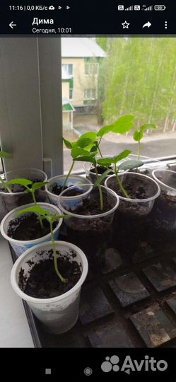 Рассада томатов и огурцов