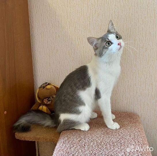 Котик Лютик в добрые руки