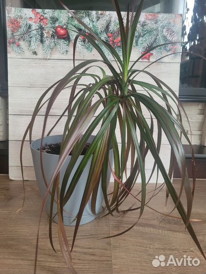 Пальма драцена